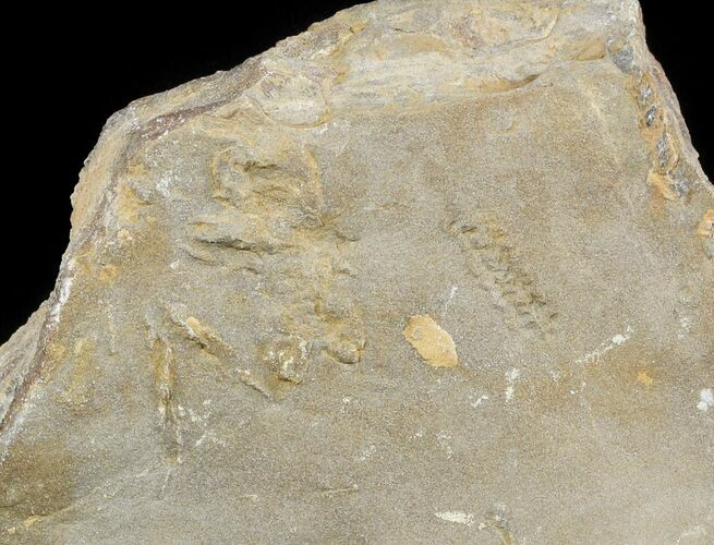 Cruziana (Fossil Trilobite Trackway) - Morocco #49202